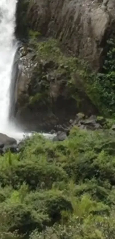 Waterfall cascading amidst lush green foliage with rocks.