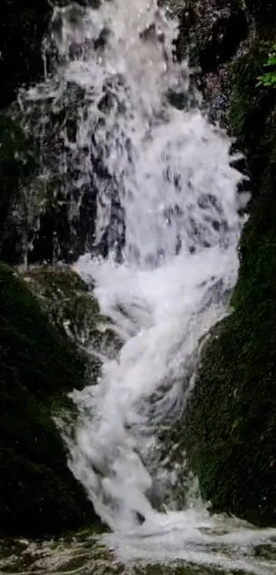 Lush green forest with a cascading waterfall.