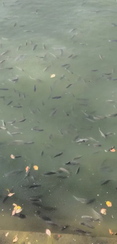 Calm water with swimming fish and floating leaves.