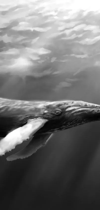 Black and white whale gracefully swims underwater in serene ocean scene.