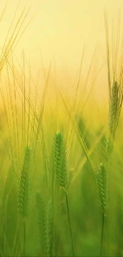 Wheat field at sunrise with golden sunlight and green stems.