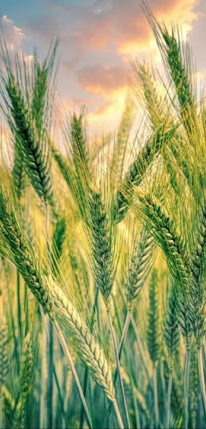 Golden wheat field at sunset with a colorful sky.