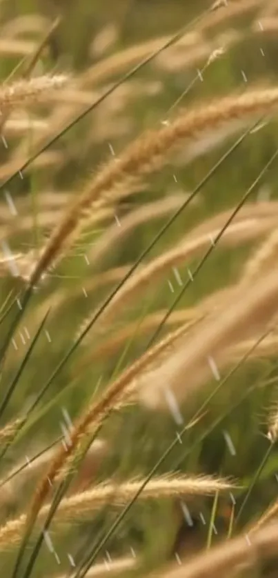 Serene golden wheat field with raindrops