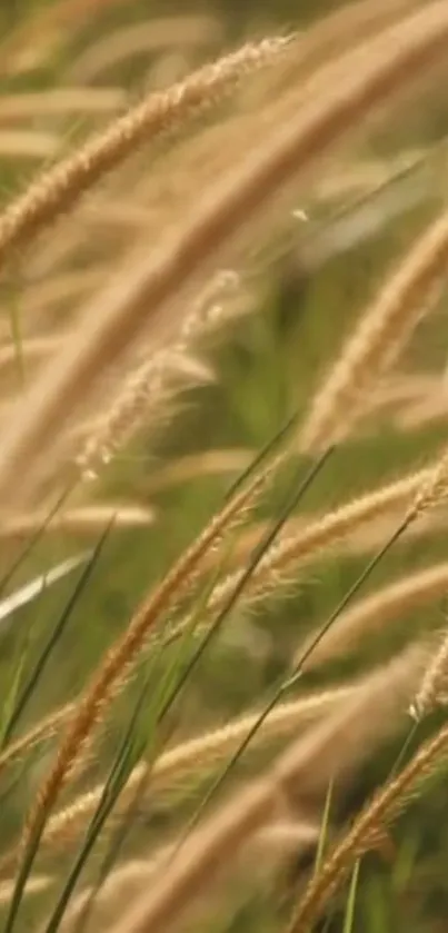 Serene golden wheat field with gentle breeze.