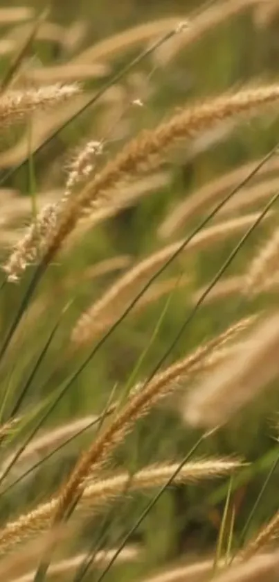 Golden wheat field swaying gently in the wind, captured in a serene phone wallpaper.