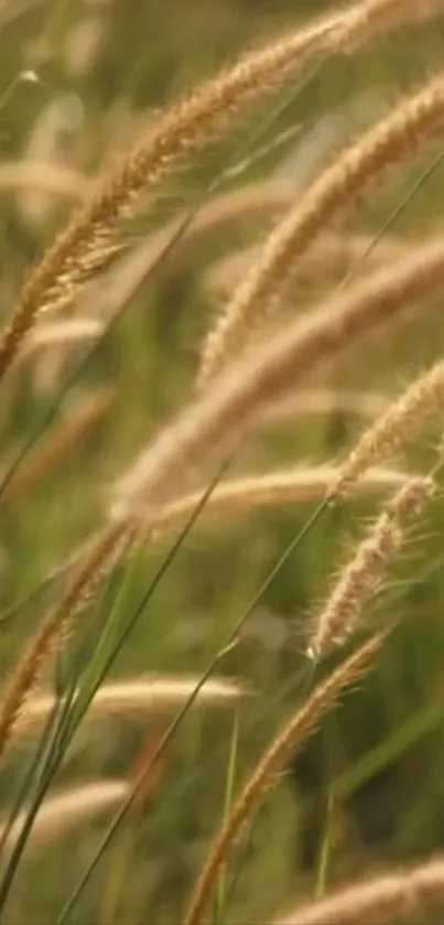 Golden wheat field swaying gently in a serene natural setting.