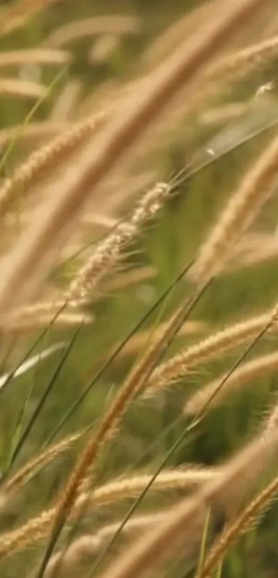 Golden wheat field under a gentle breeze, perfect for a calming wallpaper.