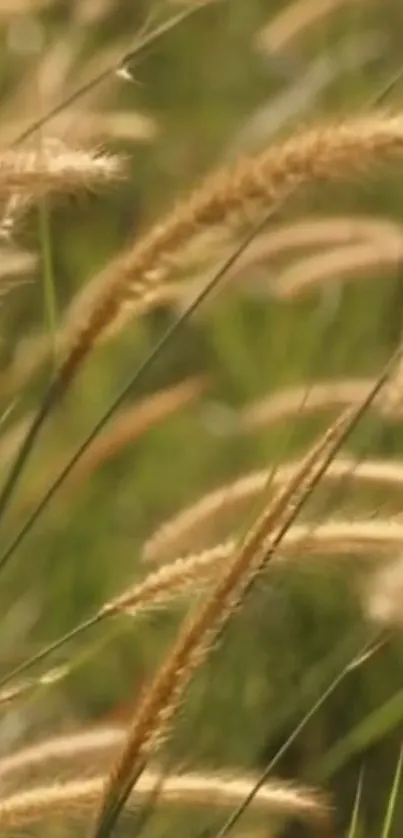 Flowing wheat fields under a gentle breeze, perfect for a calming mobile wallpaper.