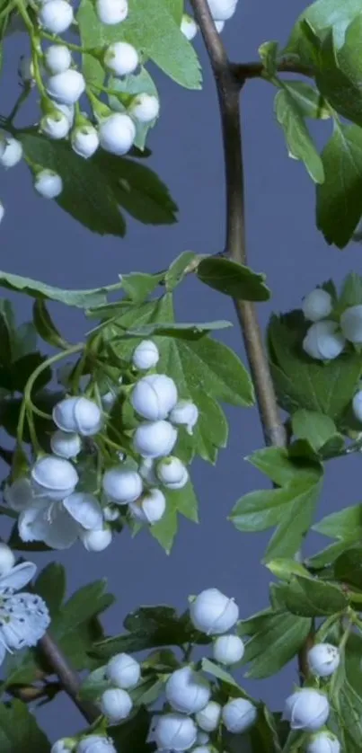 White blossoms with green leaves on a peaceful blue background.