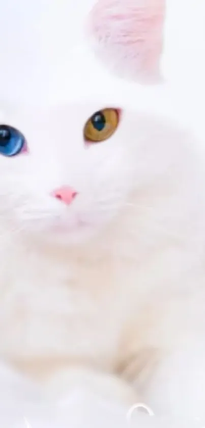 White cat with two-toned eyes on soft background.