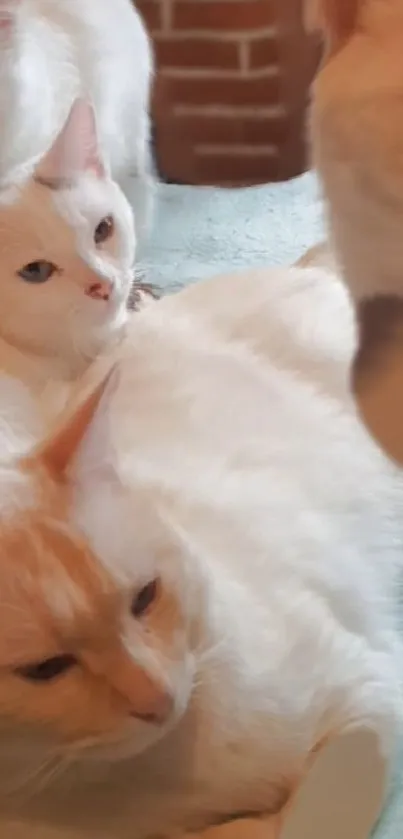 Serene white cats lounging together on soft surface.