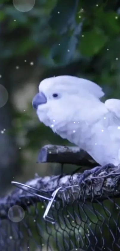 Tranquil white cockatoo on natural background.