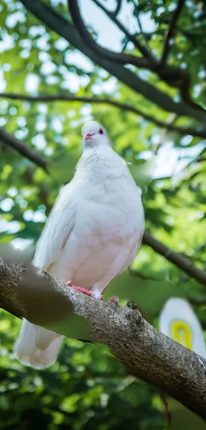 White dove perched on a branch with a lush green tree background.