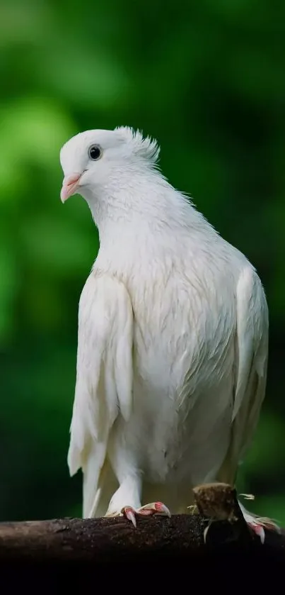 Serene white dove perched with green background.