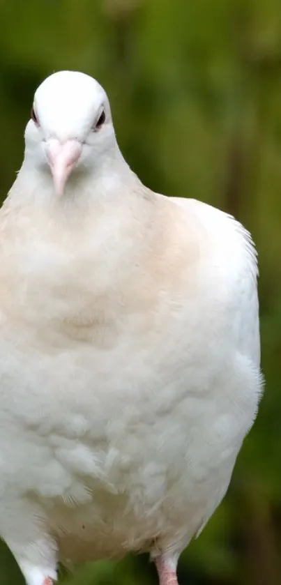 Serene white dove on a green background.