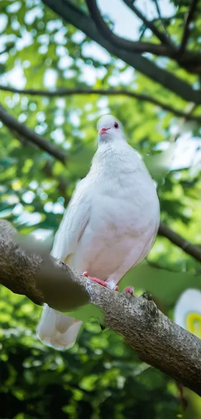 A white dove perched on a branch against green leaves.