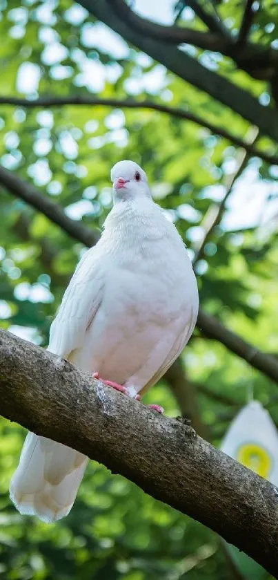 A white dove perched on a tree branch with a lush green background.