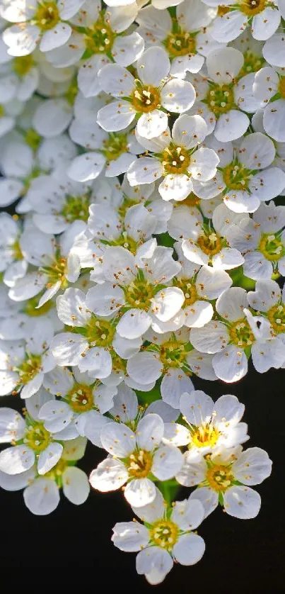 Cluster of delicate white blossoms on a mobile wallpaper.