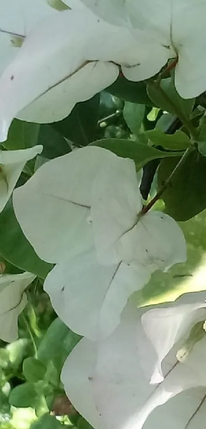 White flowers with green leaves wallpaper.