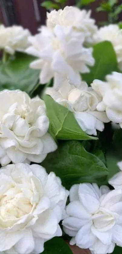 White flowers with green leaves wallpaper.