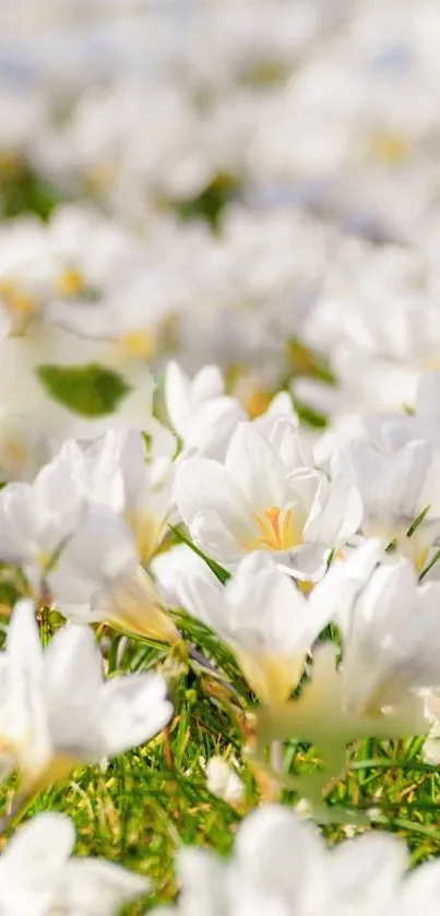 Serene white flowers in bloom on a sunny day.