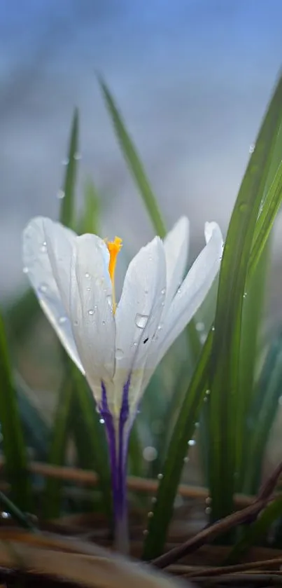 White flower with green leaves and dew drops in natural setting.