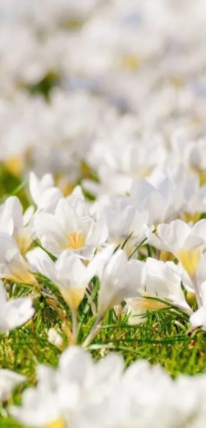 White flowers in a serene green field.