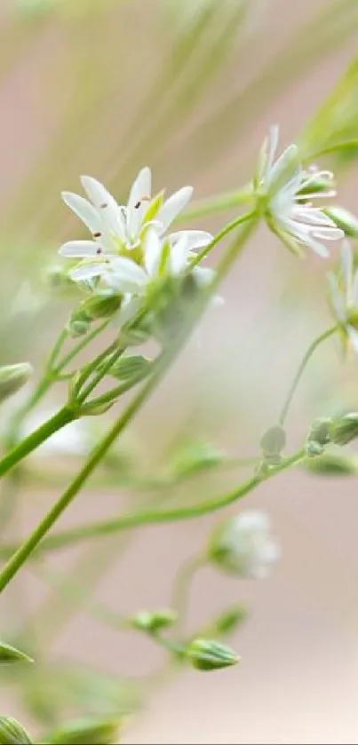 Elegant white flowers with green stems on a soft blurred background.