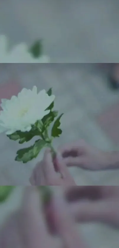 White flower with green leaves on blurred background wallpaper.