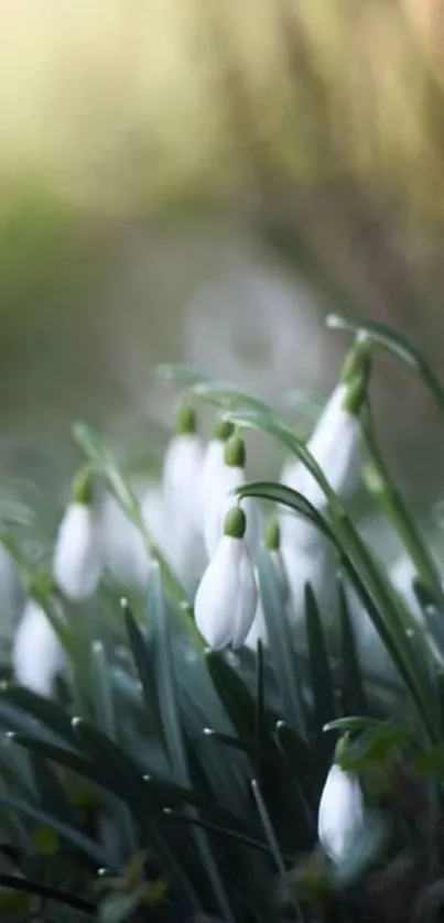 Delicate white flowers with lush green leaves on a serene wallpaper.