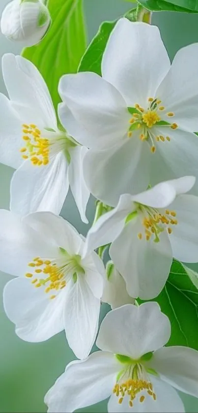 Delicate white flowers with green leaves