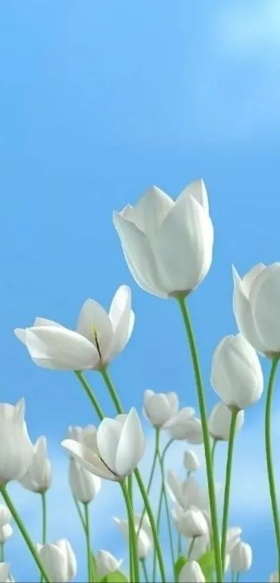 Elegant white tulips against a vibrant blue sky.