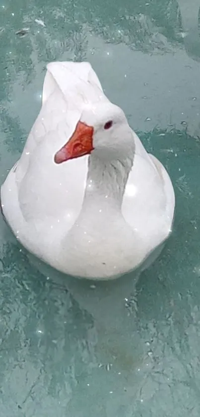 White goose floating on a teal green water surface.