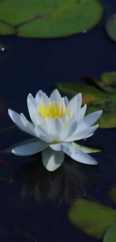 A serene white lotus blossom on dark green water with lily pads.