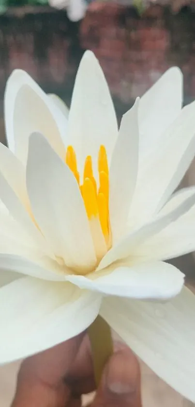 Close-up of a white lotus with yellow center in natural setting.