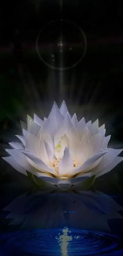 Bright white lotus reflecting on dark serene water.