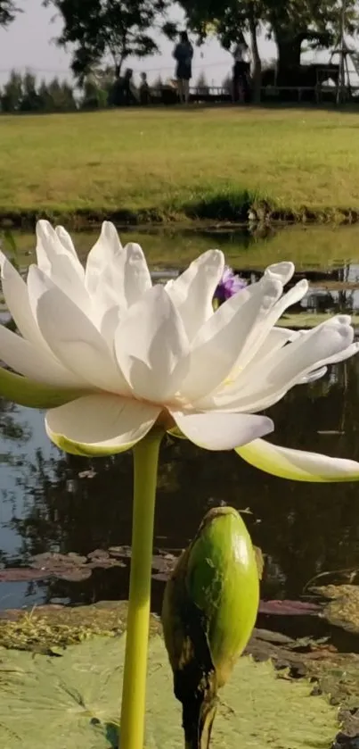 White lotus flower in a serene pond setting, ideal for mobile wallpaper.