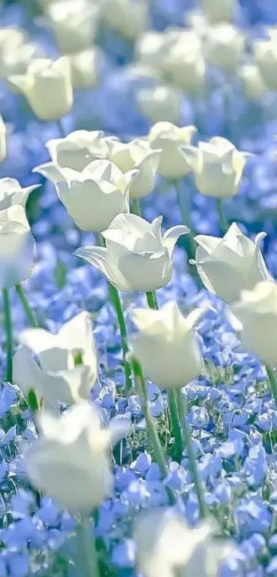 Field of white tulips amidst sky blue flowers, creating a serene and calming wallpaper.