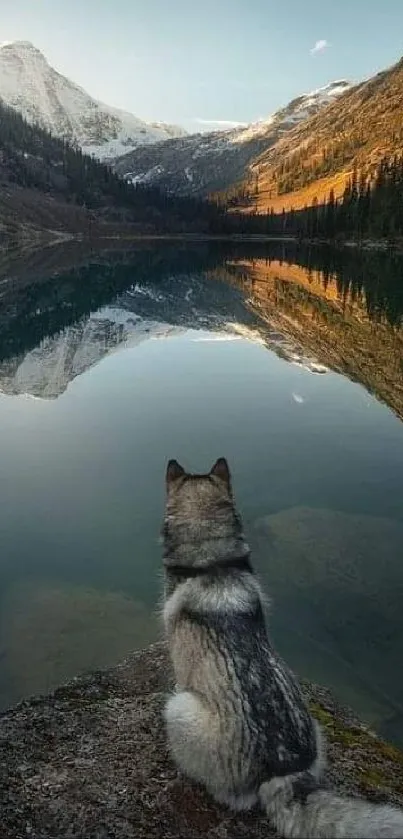 Wolf looking over a serene mountain lake.