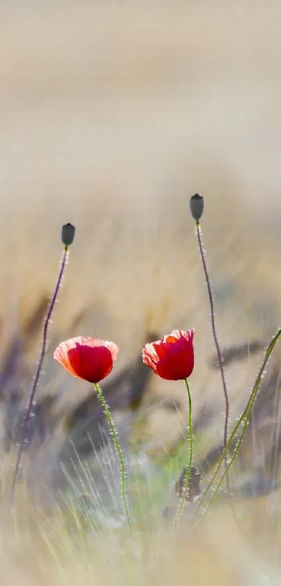 Vibrant wildflowers against a serene beige background.