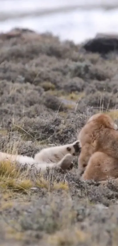 A family of animals resting together in nature.