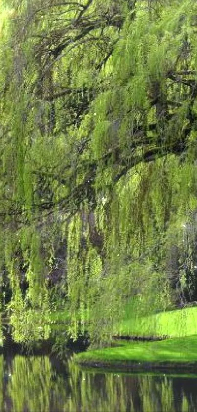 Serene willow tree over a reflective pond.