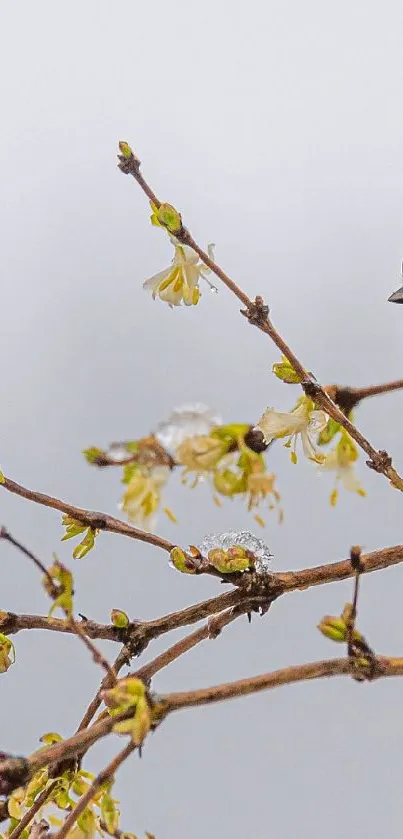 Blue tit on icy branches in a wintery scene.