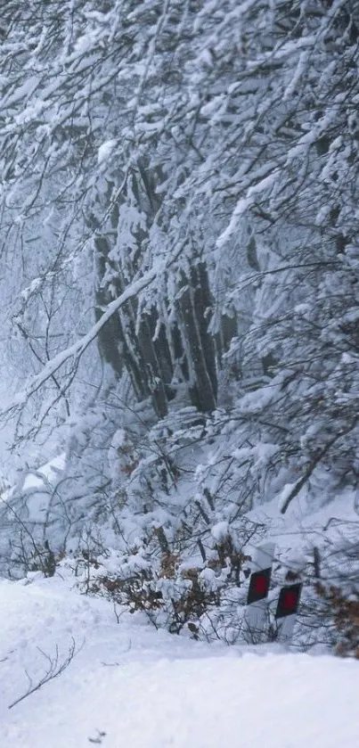 Snow-covered forest path in wintertime.