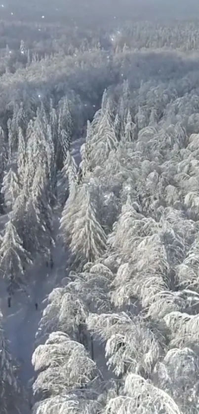 Aerial view of a snow-covered winter forest with tall frosty trees.