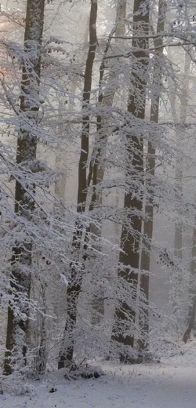 Winter forest path with snow-covered trees under soft sunlight.