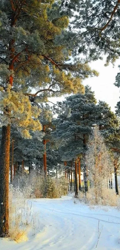 Serene winter forest path with snow-laden trees and soft sunlight.