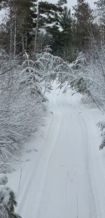 Serene winter path through snowy forest trees, perfect for nature lovers.