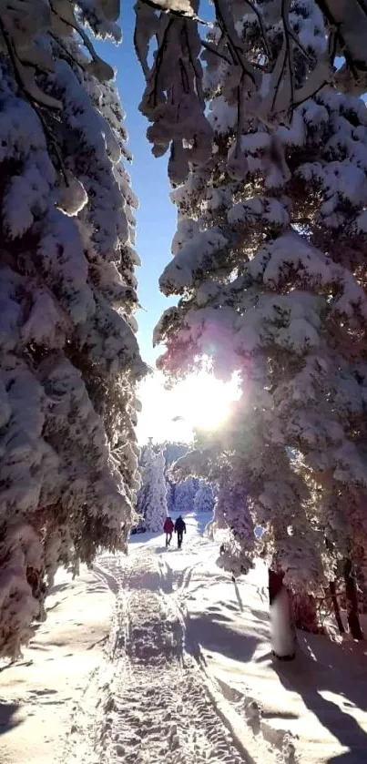 Serene winter forest path with sunlight and snow-covered trees.