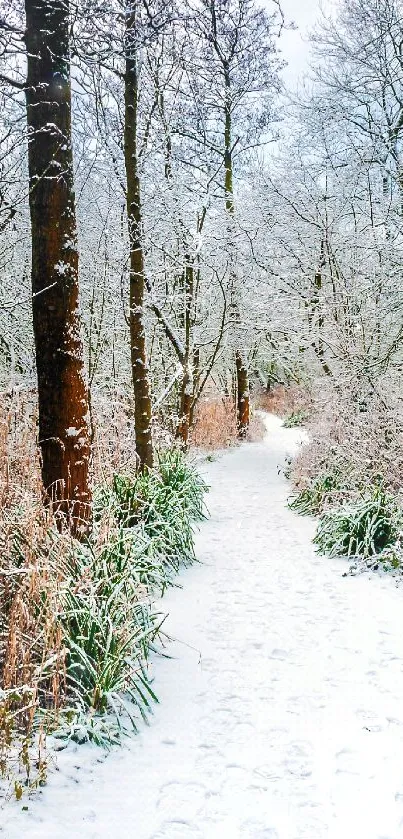 Serene snowy path through a winter forest with frosted trees.